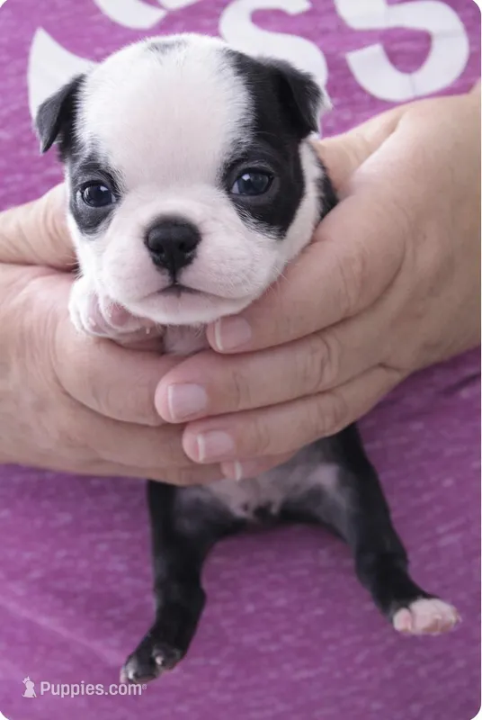 Ransom – Boston Terrier puppy for sale in Bend, OR