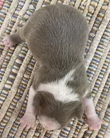 Duncan, a male Boston Terrier for sale in Bend, OR – 2 of 6