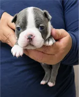 JANGO, a male Boston Terrier for sale in Bend, OR – 1 of 2