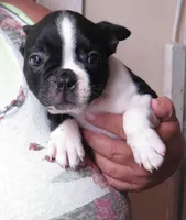 Robbie , a male Boston Terrier for sale in Bend, OR – 2 of 3