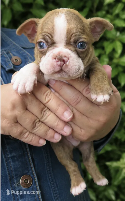 Tripp – Boston Terrier puppy for sale in Bend, OR