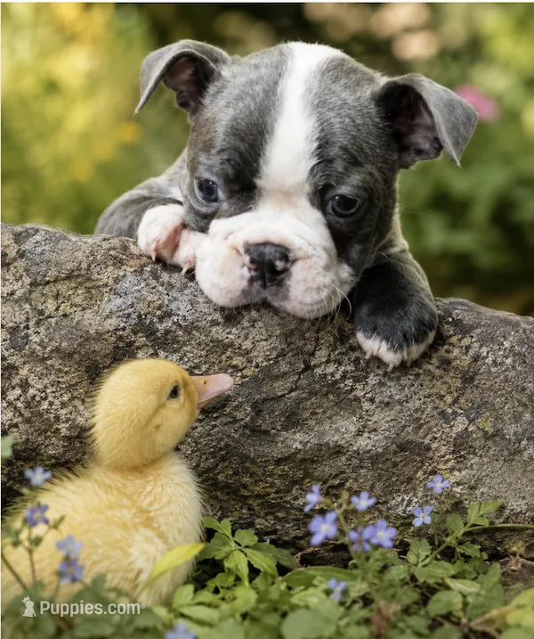 JANGO – Boston Terrier puppy for sale in Bend, OR