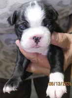 Tank, a male Boston Terrier for sale in Bend, OR – 1 of 4