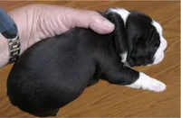 Benji, a male Boston Terrier for sale in Bend, OR – 4 of 4