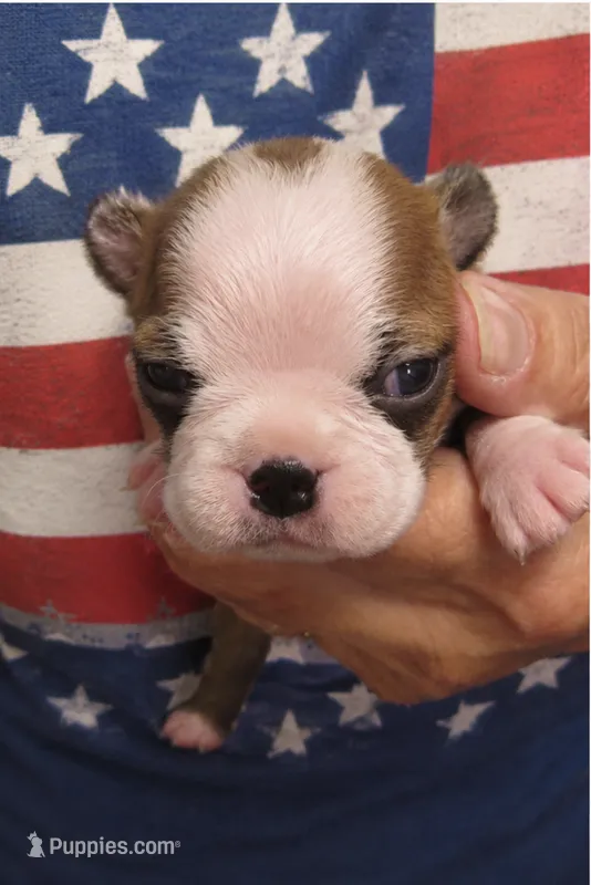 Nugget – Boston Terrier puppy for sale in Bend, OR