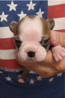 Nugget, a male Boston Terrier for sale in Bend, OR – 1 of 2