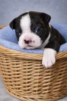 processed/9fcb1704-5ce3-444f-91d4-d5d4959be2e8/listing/2b5fb3ce-6d4f-43ed-bd68-93a218abee13/eed88ace-b333-4a9f-8067-108d22971627