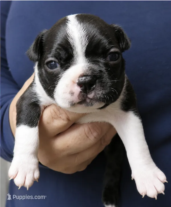 Dallas – Boston Terrier puppy for sale in Bend, OR