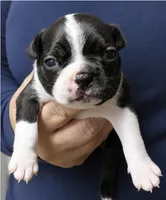 Dallas, a male Boston Terrier for sale in Bend, OR – 1 of 2