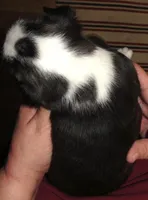 Apollo, a male Boston Terrier for sale in Bend, OR – Photo 3 of 5