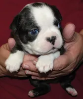 Apollo, a male Boston Terrier for sale in Bend, OR – Photo 1 of 5