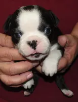 Apollo, a male Boston Terrier for sale in Bend, OR – Photo 2 of 5