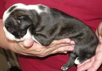 Apollo, a male Boston Terrier for sale in Bend, OR – Photo 4 of 5