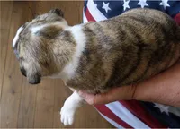 Atlas, a male Boston Terrier for sale in Bend, OR – 2 of 2