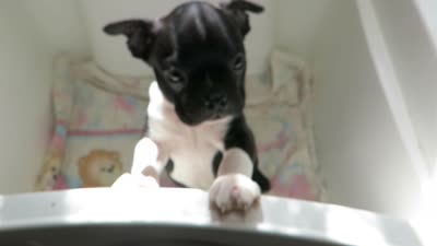 Andy, a male Boston Terrier for sale in Bend, OR – 4 of 4