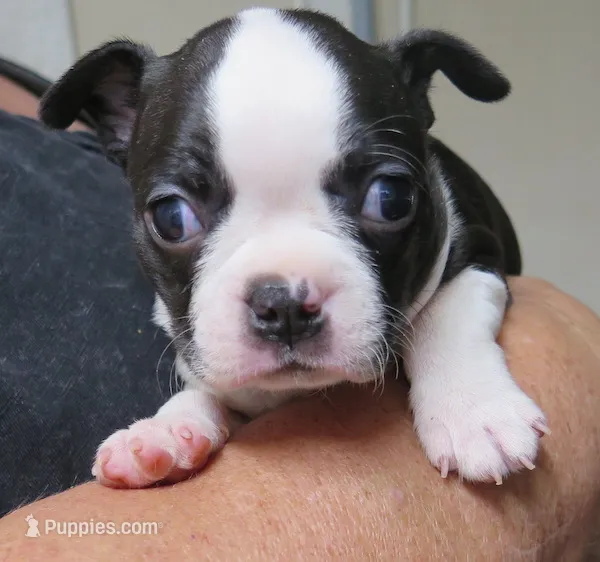 Petunia  – Boston Terrier puppy for sale in Bend, OR
