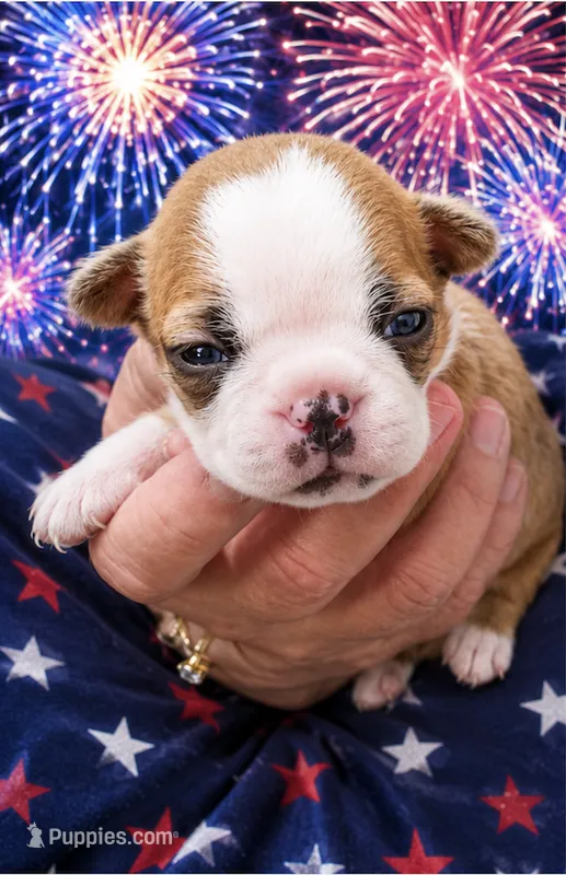 Griff – Boston Terrier puppy for sale in Bend, OR