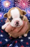Griff, a female Boston Terrier for sale in Bend, OR – 1 of 2