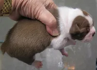 Sammy, a male Boston Terrier for sale in Bend, OR – Photo 4 of 4