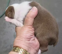 Sammy, a male Boston Terrier for sale in Bend, OR – Photo 3 of 4