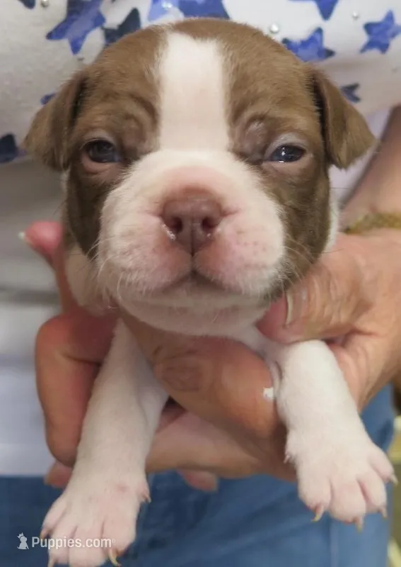 Sammy, a male Boston Terrier for sale in Bend, OR – Photo 1 of 4