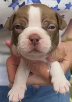 Sammy, a male Boston Terrier for sale in Bend, OR – Photo 1 of 4