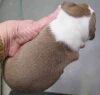 Sammy, a male Boston Terrier for sale in Bend, OR – Photo 2 of 4