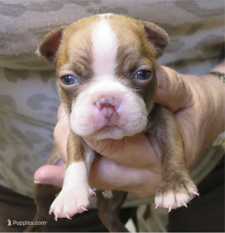 Tripp – Boston Terrier puppy for sale in Bend, OR