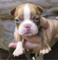 Tripp, a male Boston Terrier for sale in Bend, OR – 1 of 4