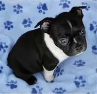 Andy, a male Boston Terrier for sale in Bend, OR – 2 of 4