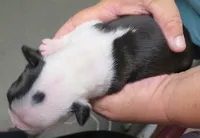 Dusty, a male Boston Terrier for sale in Bend, OR – 2 of 2