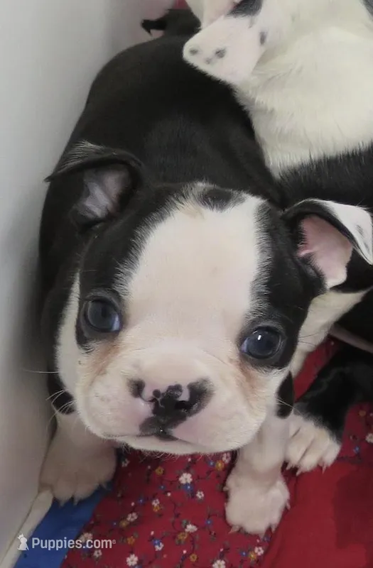 Oatley – Boston Terrier puppy for sale in Bend, OR