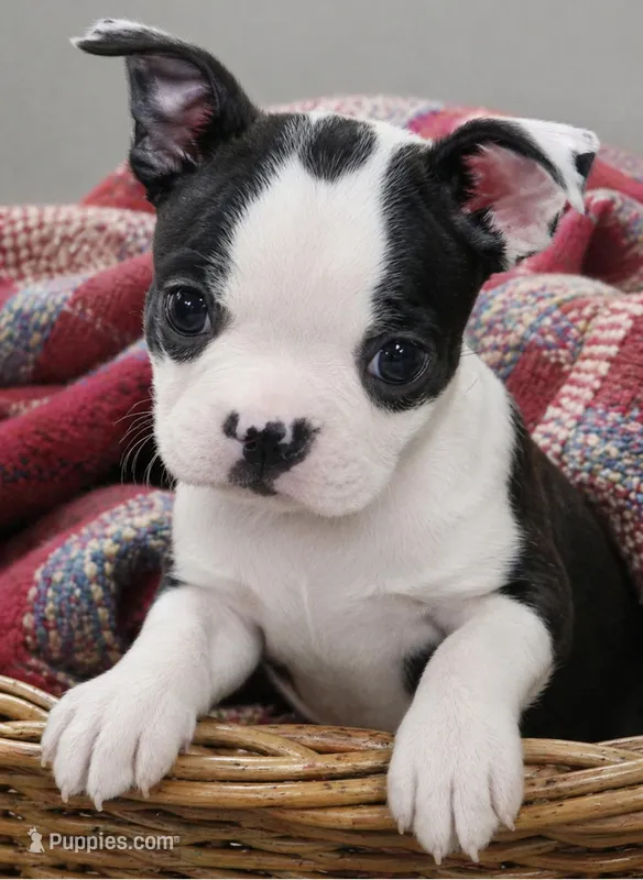 Oatley, a male Boston Terrier for sale in Bend, OR – Photo 1 of 2