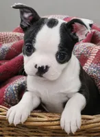 Oatley, a male Boston Terrier for sale in Bend, OR – Photo 1 of 2