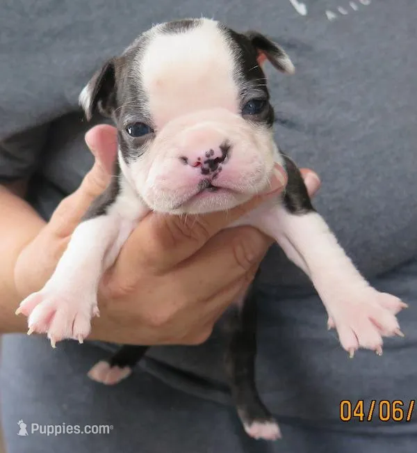 Oatley – Boston Terrier puppy for sale in Bend, OR