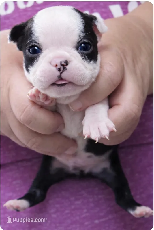 Oatley – Boston Terrier puppy for sale in Bend, OR