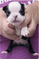 Oatley, a male Boston Terrier for sale in Bend, OR – Photo 1 of 2