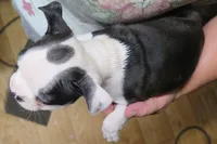 Oatley, a male Boston Terrier for sale in Bend, OR – Photo 2 of 2