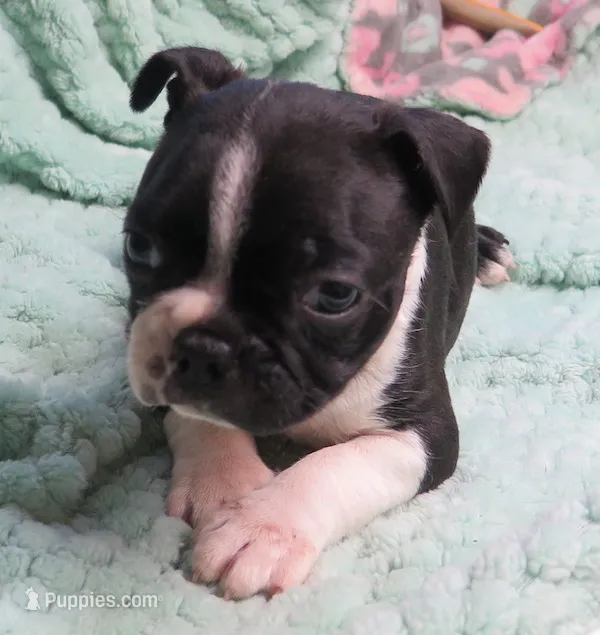 Dallas – Boston Terrier puppy for sale in Bend, OR