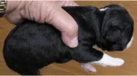 Gypsy, a female Boston Terrier for sale in Bend, OR – 2 of 4