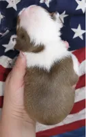 Danny, a female Boston Terrier for sale in Bend, OR – 2 of 2