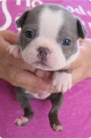 Sly, a male Boston Terrier for sale in Bend, OR – Photo 1 of 2