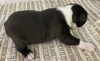 Sweetie, a female Boston Terrier for sale in Bend, OR – 4 of 5