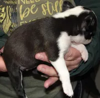 Pansy, a female Boston Terrier for sale in Bend, OR – Photo 5 of 5