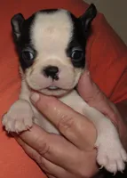 Pansy, a female Boston Terrier for sale in Bend, OR – Photo 1 of 5