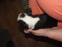 Pansy, a female Boston Terrier for sale in Bend, OR – Photo 3 of 5