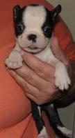 Pansy, a female Boston Terrier for sale in Bend, OR – Photo 2 of 5