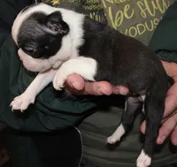 Pansy, a female Boston Terrier for sale in Bend, OR – Photo 4 of 5