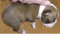Tripp, a male Boston Terrier for sale in Bend, OR – 3 of 4