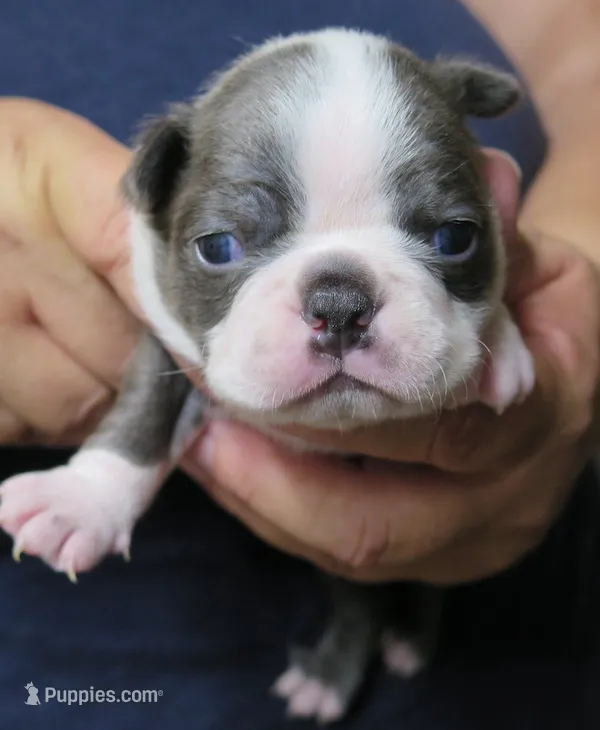 INDY – Boston Terrier puppy for sale in Bend, OR